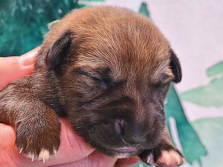 chinook puppy
